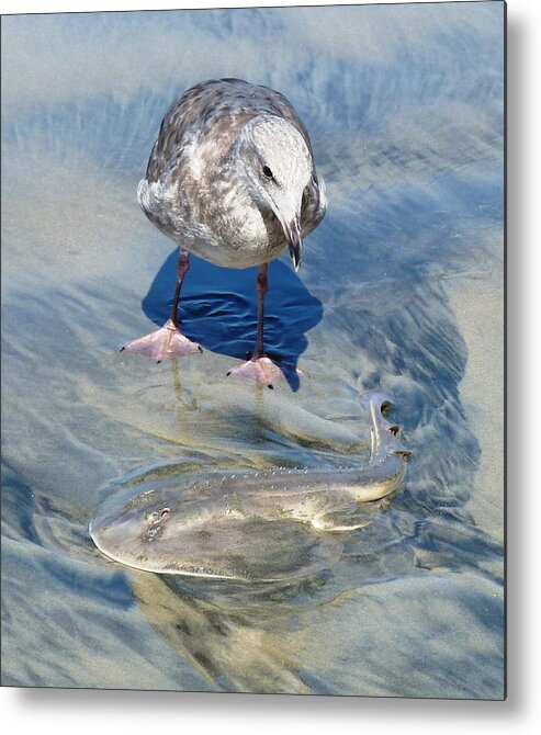 Sea Gal Metal Print featuring the photograph Edible Fishi by Julia Ivanovna Willhite