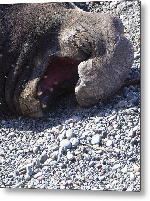 Wildlife Metal Print featuring the photograph Elephant Seal Yawn by Rich Collins