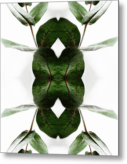 Tranquility Metal Print featuring the photograph Eucalyptus Leaves by Silvia Otte