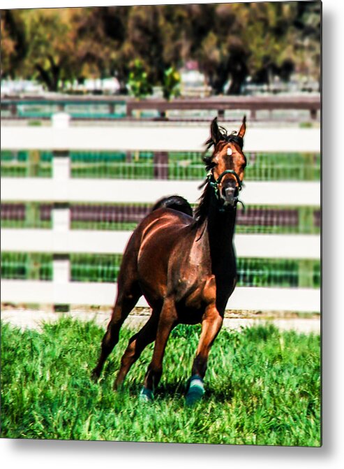 Horse Metal Print featuring the digital art Freedom by Janice OConnor