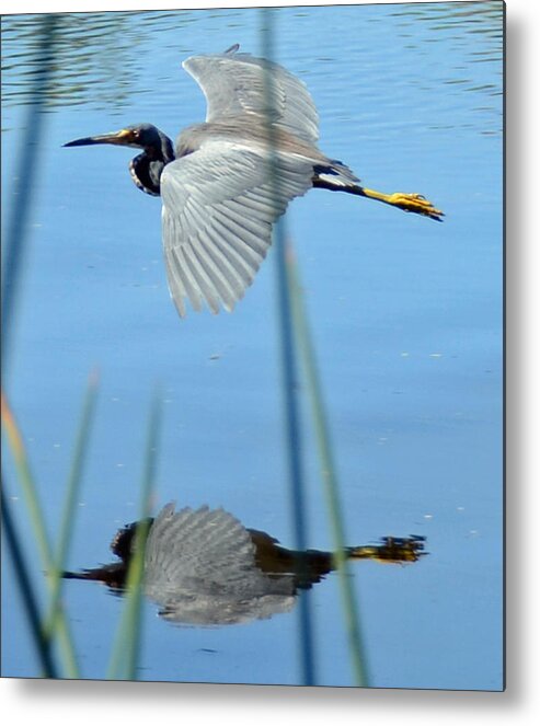 Tri Colored Heron. Heron Metal Print featuring the photograph Gentle Flight by Julie Cameron