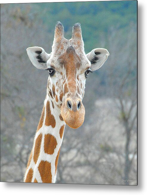 Giraffe Metal Print featuring the photograph Here's Lookin' at You by Dyle  Warren
