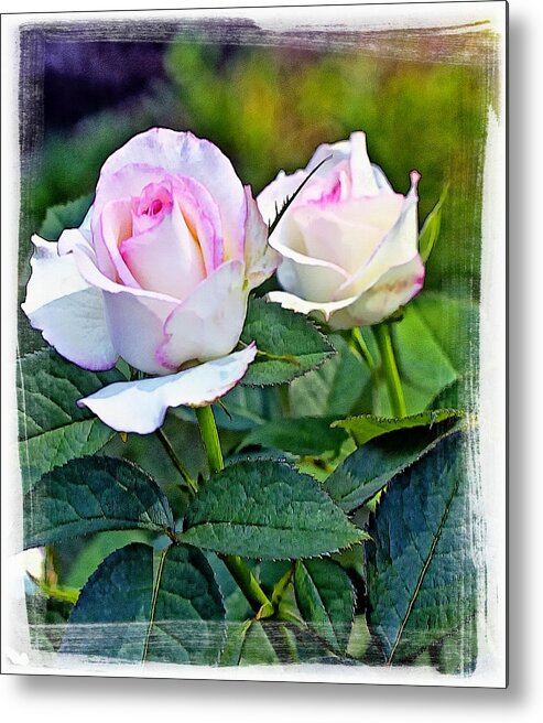 Garden Metal Print featuring the photograph Hybird Tea - Moon Stone by Constantine Gregory