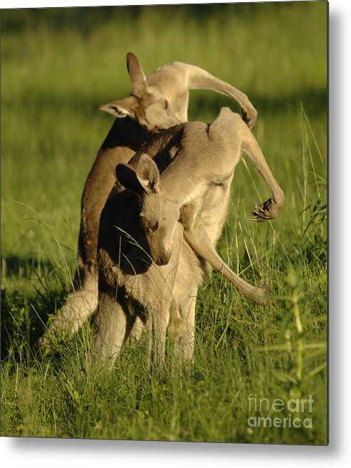 Kangaroo Metal Print featuring the photograph Kangaroos Taking A Bow by Bob Christopher