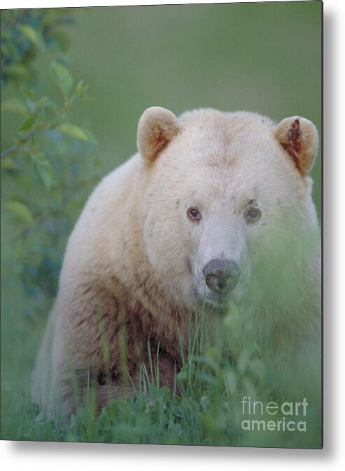 Vertical Metal Print featuring the photograph Kermode Bear, Northern British by Art Wolfe