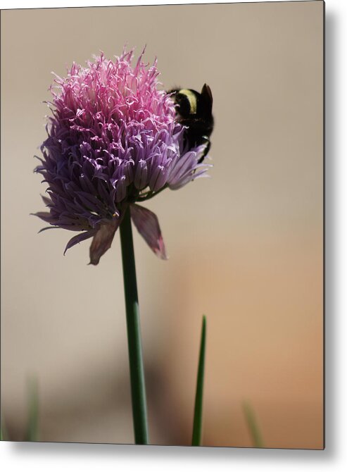 Sunlight Metal Print featuring the photograph Making Chive Honey by Shirley Heyn