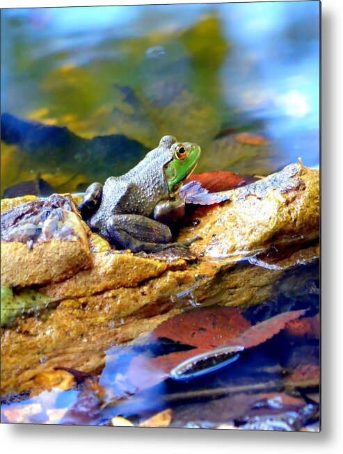 Frog Metal Print featuring the photograph Meditation by Deena Stoddard