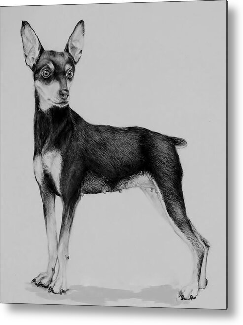 Mini Pin Metal Print featuring the drawing Min Pin by Jean Cormier