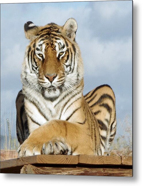 Out Of Africa Metal Print featuring the photograph Out of Africa Tiger 3 by Phyllis Spoor