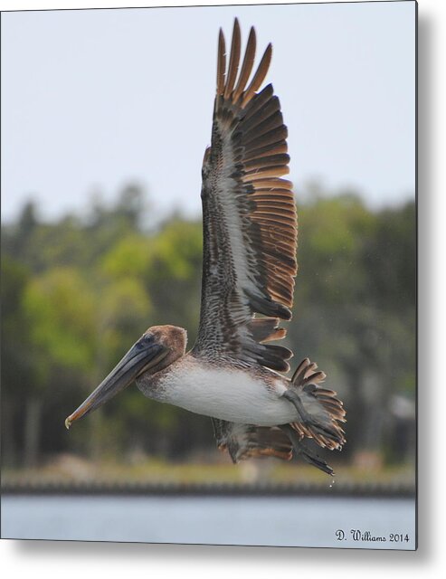 Pelican Metal Print featuring the photograph Pelican in flight by Dan Williams