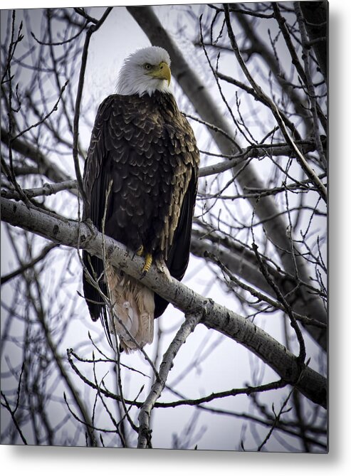 American Adult Bald Eagle Metal Print featuring the photograph Perched Adult American Bald Eagle by Thomas Young