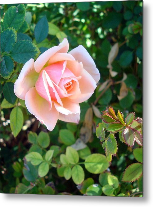 Rose Metal Print featuring the photograph Perfectly Pink by Susan Woodward