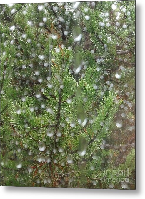 Pine Tree Metal Print featuring the photograph Pine Tree in the Rain by Laura Wong-Rose