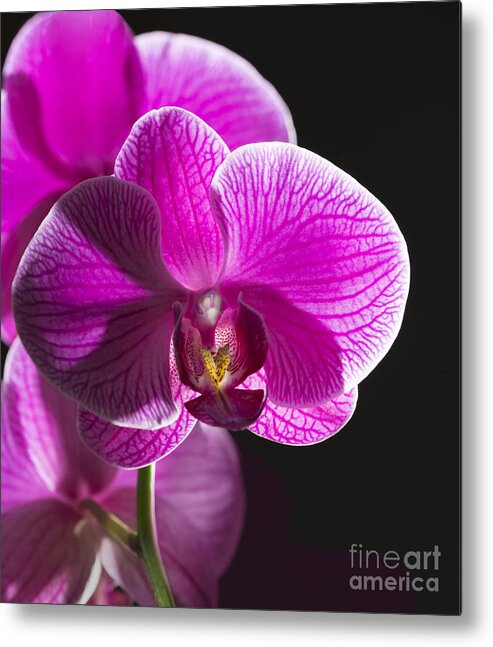 Flora Metal Print featuring the photograph Pink Beauty by Sandra Bronstein