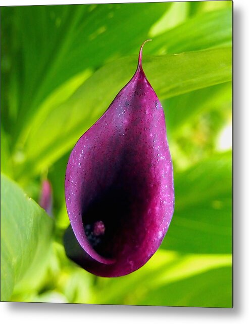 Nature Metal Print featuring the photograph Plum Purple Calla Lilly Flower in the Garden by Amy McDaniel