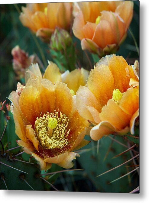 Cacti Metal Print featuring the photograph Prickly Pear Cactus by Mary Lee Dereske