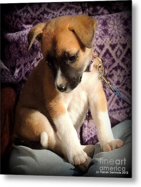 Puppies Metal Print featuring the photograph Puppy Love by Rabiah Seminole