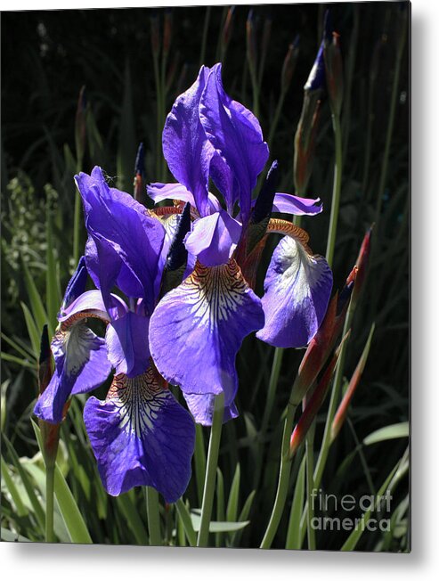 Flower Metal Print featuring the photograph Quebec Provincial Flower by Barbara McMahon