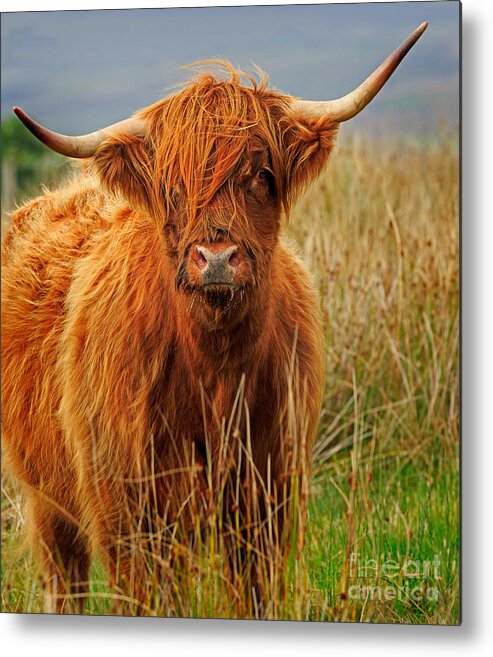 Red Metal Print featuring the photograph Red Highland Cow by Louise Heusinkveld