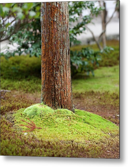 Outdoors Metal Print featuring the photograph Red Pine by Dale Robinson