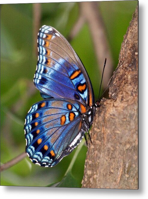 Butterfly Metal Print featuring the photograph Red Spotted Purple Butterfly by Sandy Keeton