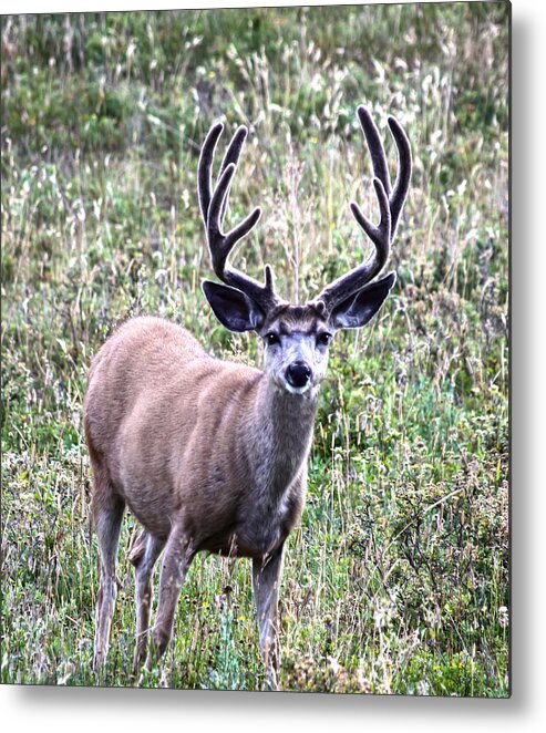 Deer Metal Print featuring the photograph Rocky Mountain Buck by Shane Bechler