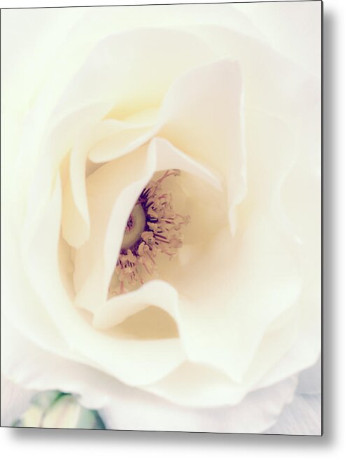 Love Metal Print featuring the photograph Romance in a Rose by Spikey Mouse Photography