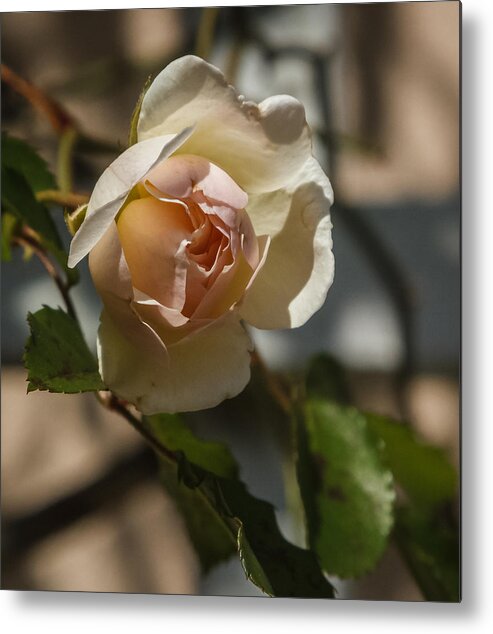 Florida Metal Print featuring the photograph Rose bud by Jane Luxton