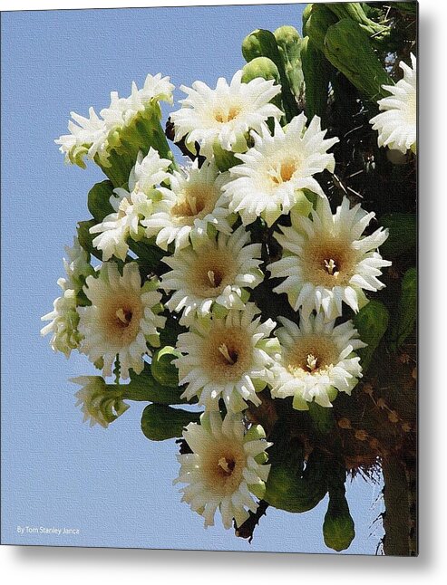 Saguaro Flower Cluster Metal Print featuring the photograph Saguaro Flower Cluster by Tom Janca