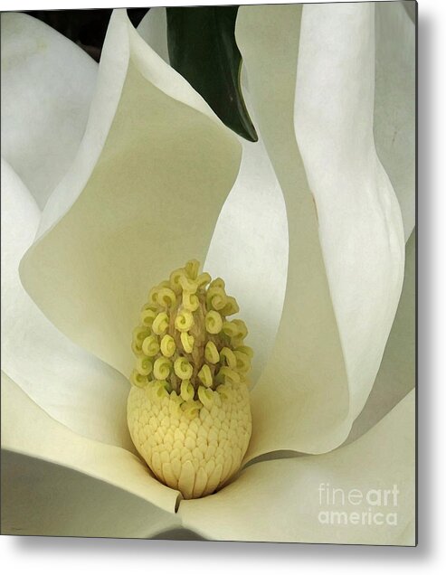 Nature Metal Print featuring the photograph Soft Magnolia Grandiflora by Deborah Smith