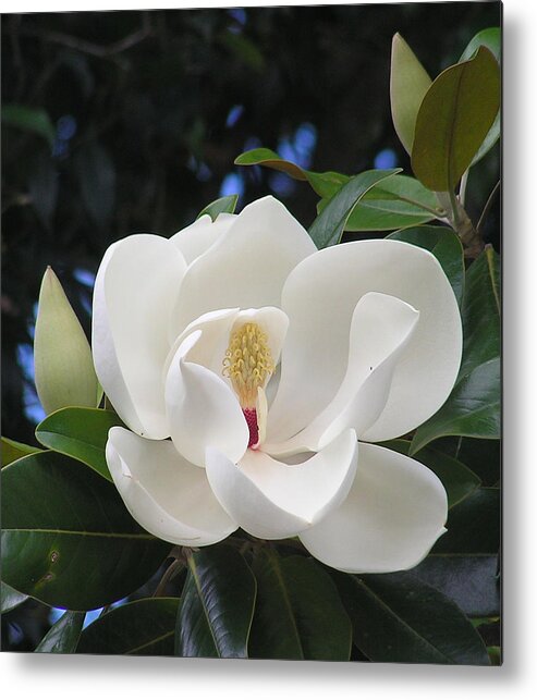 Southern Magnolia Metal Print featuring the photograph Southern Magnolia by Margaret Saheed