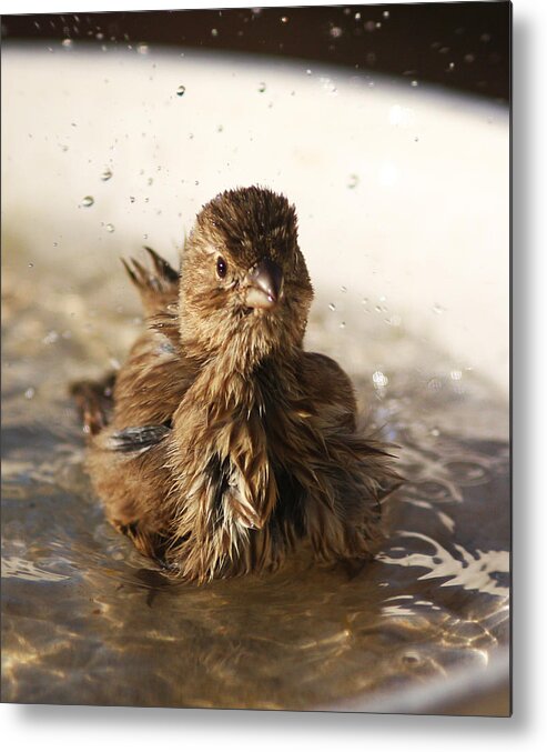 Sparrow Metal Print featuring the photograph Sparrow Bathing by Jean Clark