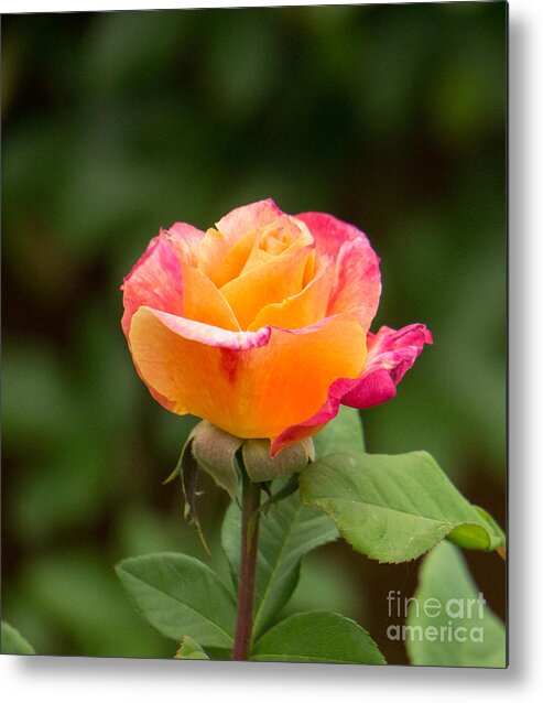 Rose Metal Print featuring the photograph Sunset Rose by Weir Here And There