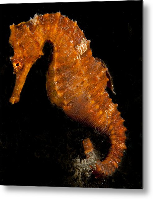 Seahorse Metal Print featuring the photograph The Bright Orange Seahorse by Sandra Edwards