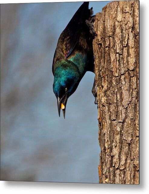 Grackle Metal Print featuring the photograph The Grackle by Mark Alder