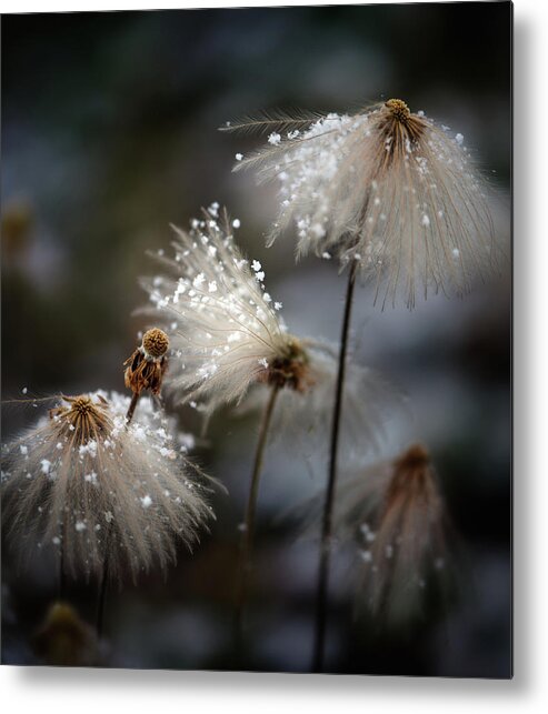 Canada Metal Print featuring the photograph The New Dress by Shenshen Dou