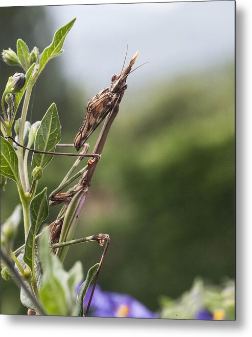 Praying Mantis Metal Print featuring the pyrography The Praying from south of france by Terry Cosgrave