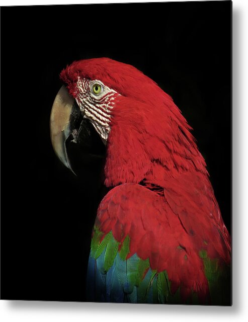 Macaw Metal Print featuring the photograph The Thinker by Ferdinando Valverde