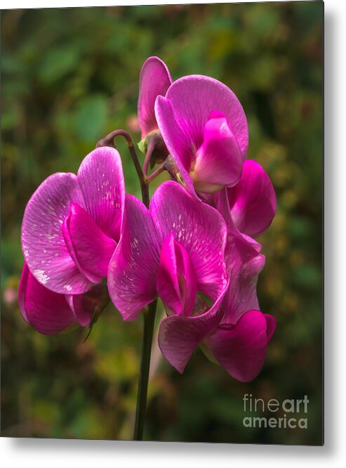 Lathyrus Odoratus Metal Print featuring the photograph The Wild One by Robert Bales