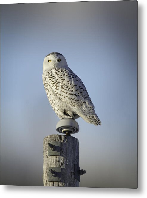 Snowy Owl (bubo Scandiacus) Metal Print featuring the photograph The Wise Snowy Owl by Thomas Young