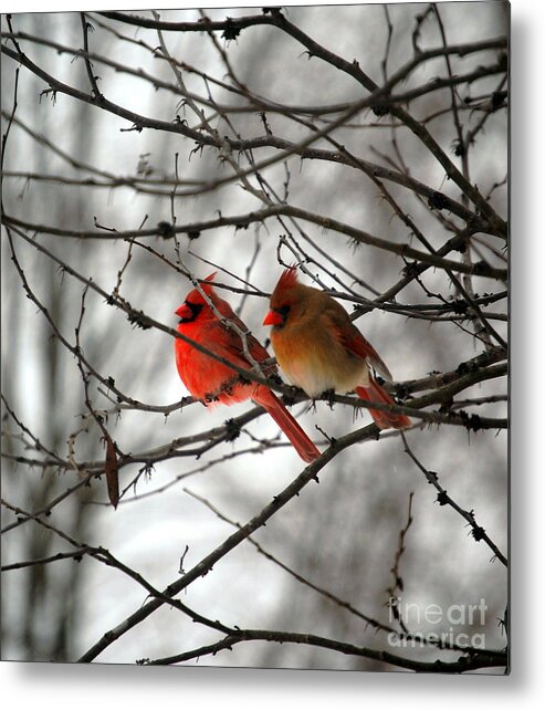 Cardinals Metal Print featuring the photograph True Love Cardinal by Peggy Franz