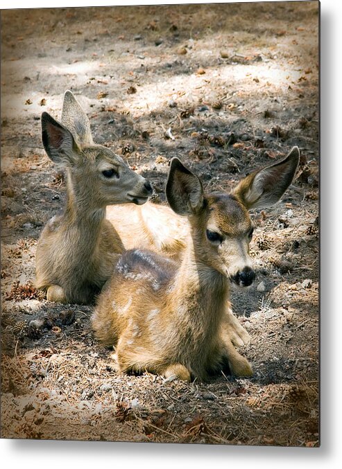 Mule Deer Metal Print featuring the photograph Two Fawns by Melinda Fawver