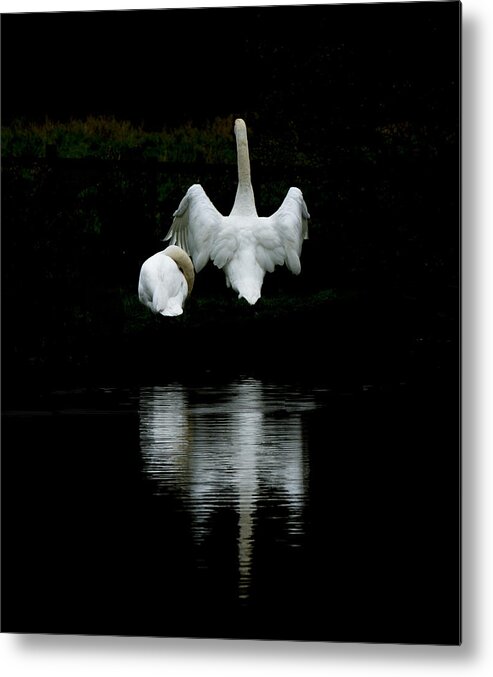 Wildlife Nature Metal Print featuring the photograph Under cover 2 by Moments In Time Photographics