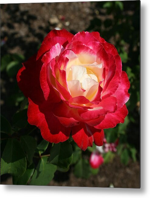 Rose Metal Print featuring the photograph Variegated Rose by Karen Harrison Brown
