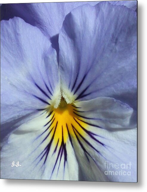 Pansy Metal Print featuring the photograph Viola by Geri Glavis