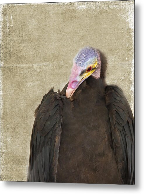 Colorful Metal Print featuring the photograph Vulture by Rebecca Cozart