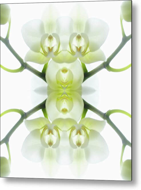 Tranquility Metal Print featuring the photograph White Orchid With Stems by Silvia Otte