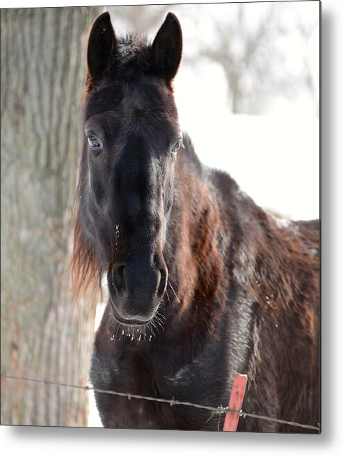 Horse Metal Print featuring the photograph Winter's Whiskers by Linda Mishler