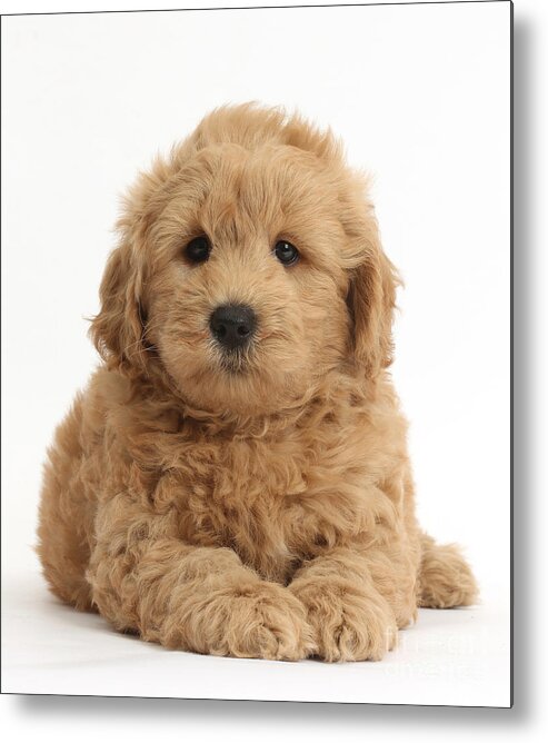 Nature Metal Print featuring the photograph Goldendoodle Puppy by Mark Taylor
