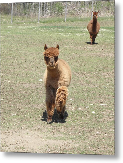 Alpaca Metal Print featuring the photograph Here we come #1 by Kim Galluzzo